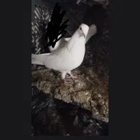 کبوتر|پرنده|گیان, |دیوار