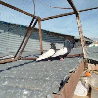 کفتر جفت سینه سیاه کلایی عتیقه