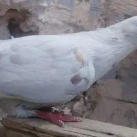 کبوتر گرفتنی