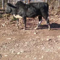 ورزاکوله|حیوانات مزرعه|احمدسرگوراب, |دیوار