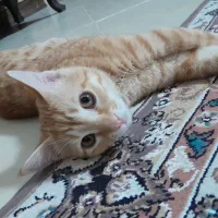 واگذاری گربه