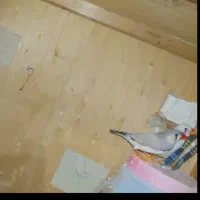 یک جفت فنچ مولد