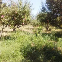 باغ درخت سیب با میوه های متفرقه
