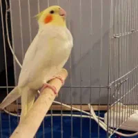 عروس هلندی برافروش|پرنده|شوش, |دیوار