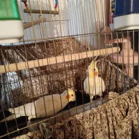 عروس هلندی همراه با قفس بزرگ