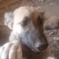 سگ پژدر