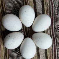 تخم بوقلمون انگلیسی اصل بدون نطفه مرغ محلی نطف دار|حیوانات مزرعه|مشهد, نظام دوست|دیوار