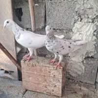 چند جفت کبوتر مولد به شرط|پرنده|ساری, |دیوار