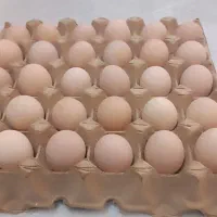 تخم مرغ نطفه دار برهما لایت و پاتریچ