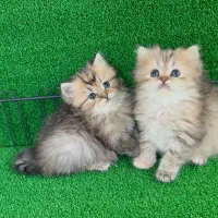 پیشی های ناز