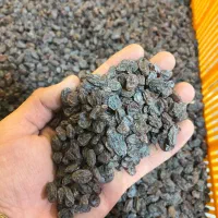 کشمش علیرضا