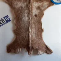 پوست بز