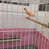 قناری نر سرخ مست خون آماده برای جفت