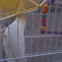 عروس هنلدی