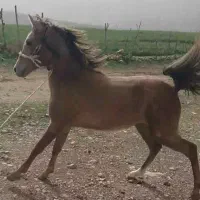 2عدد مادیون جوان