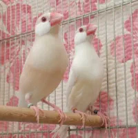فنچ نرگسی  سمبل فنچ ها
