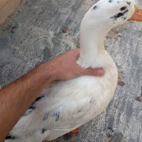 اردک 9ماهه کاملاً سالم و پاکیزه هر دوتا نر هستند