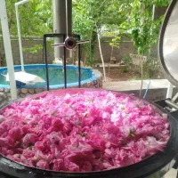 گلاب اصل با طعم حقیقی و عطر و بوی واقعی گلاب