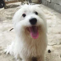 سگ شیتزو تریر