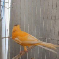 قناری پرتقالی ماده سرحال