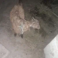 ۵۷۱