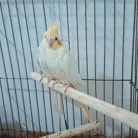 جفت عروس هلندی مولد به شرط|پرنده|شوشتر, |دیوار