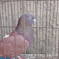 کبوتر|پرنده|تهران, خاک سفید|دیوار