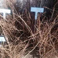 انواع انگور خارجی  موندراب،موسکات به قیمت عمده