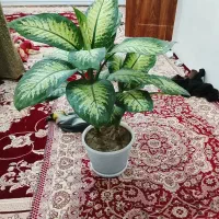 گل طبیعی|گل و گیاه طبیعی|نالوس, |دیوار