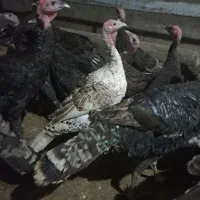 بوقلمون برنز وبربون|حیوانات مزرعه|قم, بوستان جوان|دیوار