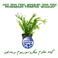 گیاهان آبزی (آکواریومی)|ماهی|قم, هنرستان|دیوار