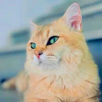 گربه نژاد برتیش نراصیل اماده جفت گیری