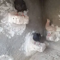 مجسمه‌کفتر‌