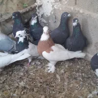 ۱جفت پلاکی بقیش رنگی خریدار واقعی بیاد|پرنده|فورگ, |دیوار