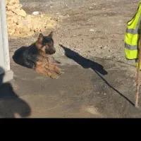 سگ ژرمن شورلاین