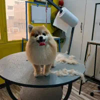 آموزش اصلاح آرایشگر آرایش حیوانات خانگی سگ گربه