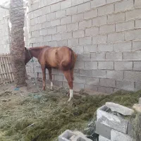 فروش