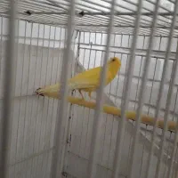 قناری نر و ماده|پرنده|شیروان (خراسان), |دیوار