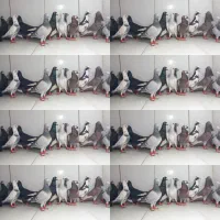 دسته ۱۸تایی دو رگ