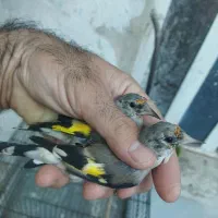 سهره.|پرنده|شیراز, قلعه نو|دیوار