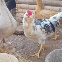 مرغ و خروس