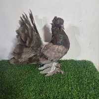 دمچتری امریکایی|پرنده|اصفهان, دهنو (محمدآباد)|دیوار