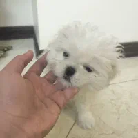 سگ سوپر فلت