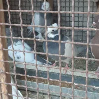 کبوتر طوق سبزو سوسنی ماده