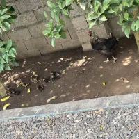 مرغ مادر + همراه ۹ عدد جوجه اردک