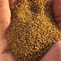 بذر یونجه بغدادی