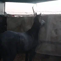 اسب کرد نریون|اسب و تجهیزات اسب‌سواری|قرچک, صالح آباد|دیوار