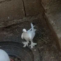 کبوتر