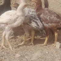 جوجه فروشی|حیوانات مزرعه|خواف, |دیوار