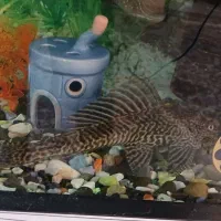 لجن خوار بزرگ همراه دوتا ماهی اسکار باله بلند